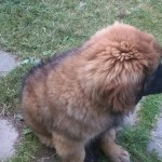 Fabien