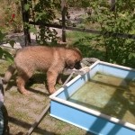 Fido