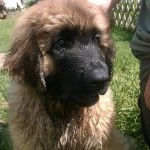 Fido